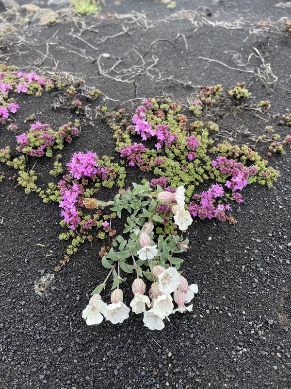 Sea Campion