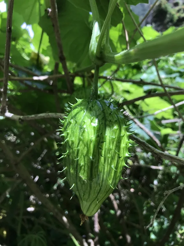 coastal manroot