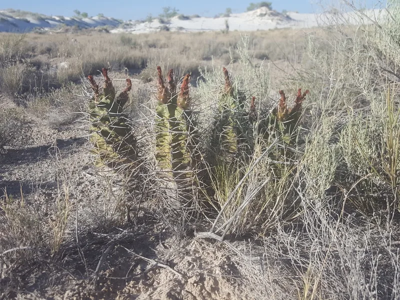 Kingcup Cactus
