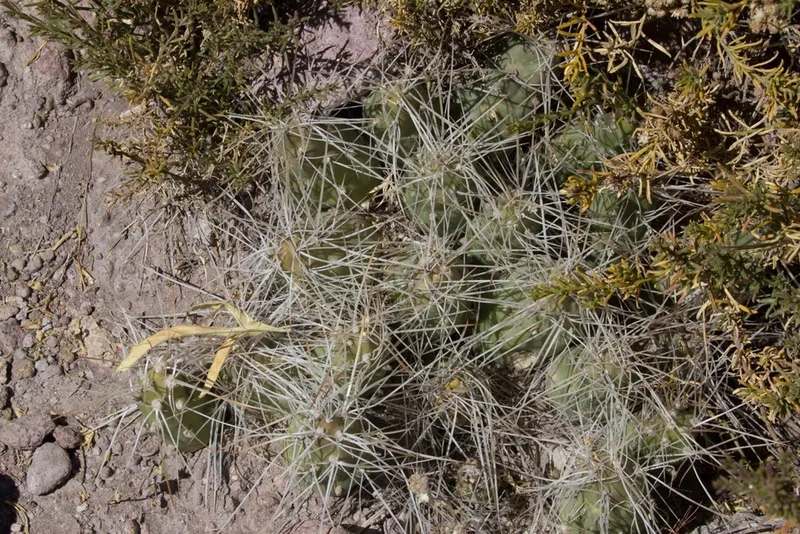 Cumulopuntia chichensis