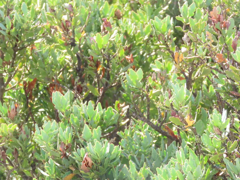 mountain toatoa