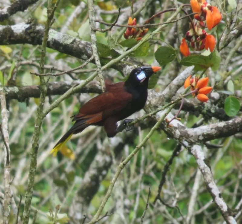 Montezuma Oropendola