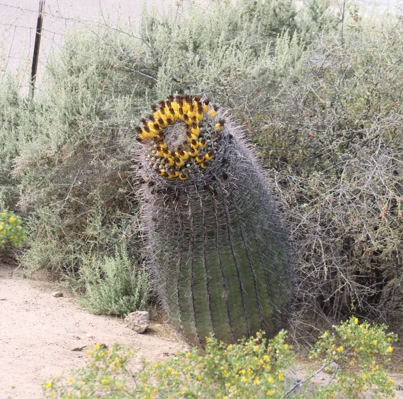 fishhook barrel cactus