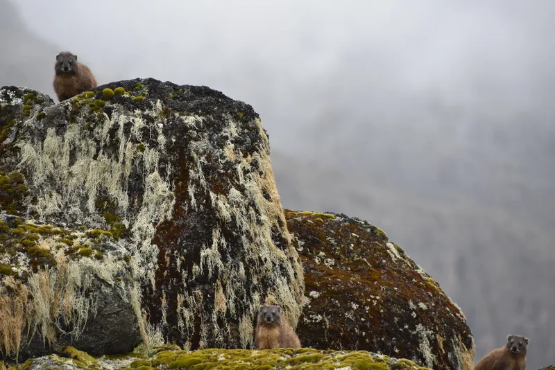 Rock Hyrax