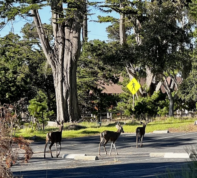 Mule Deer