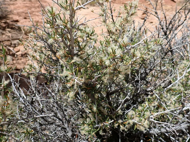 Littleleaf Mountain Mahogany