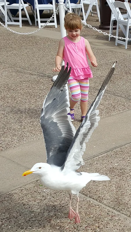 Western Gull