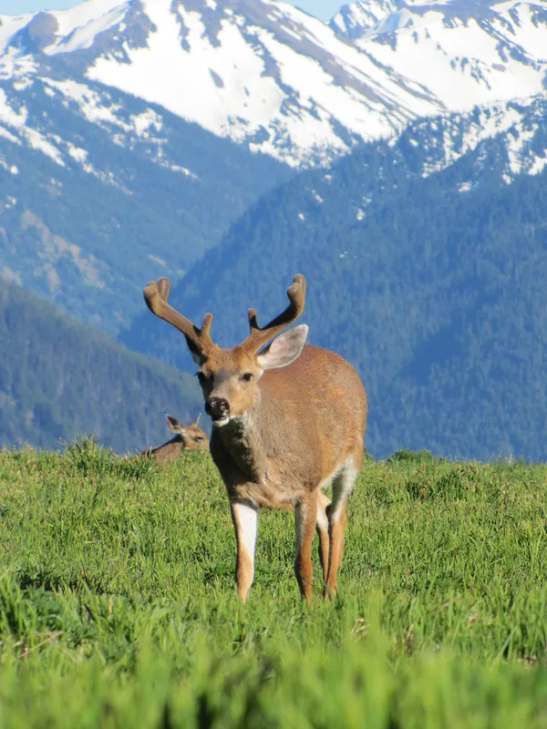 Mule Deer
