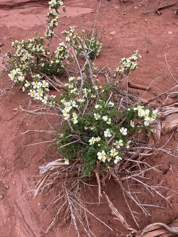Stansbury's Cliffrose