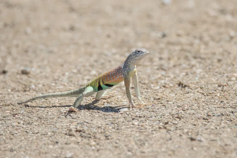 Greater Earless Lizard
