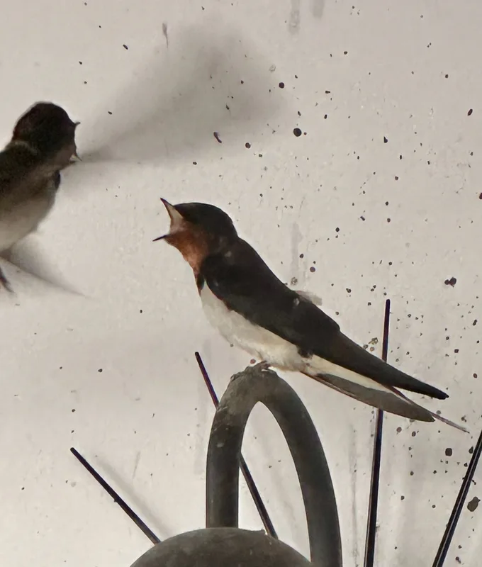 Barn Swallow