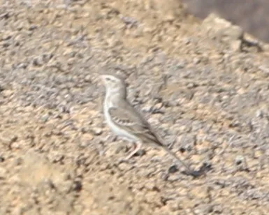 Berthelot's Pipit