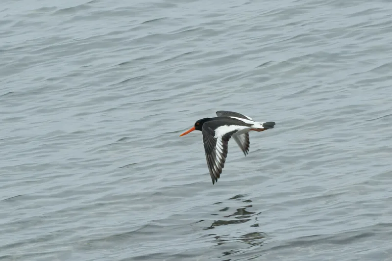 Eurasian Oystercatcher