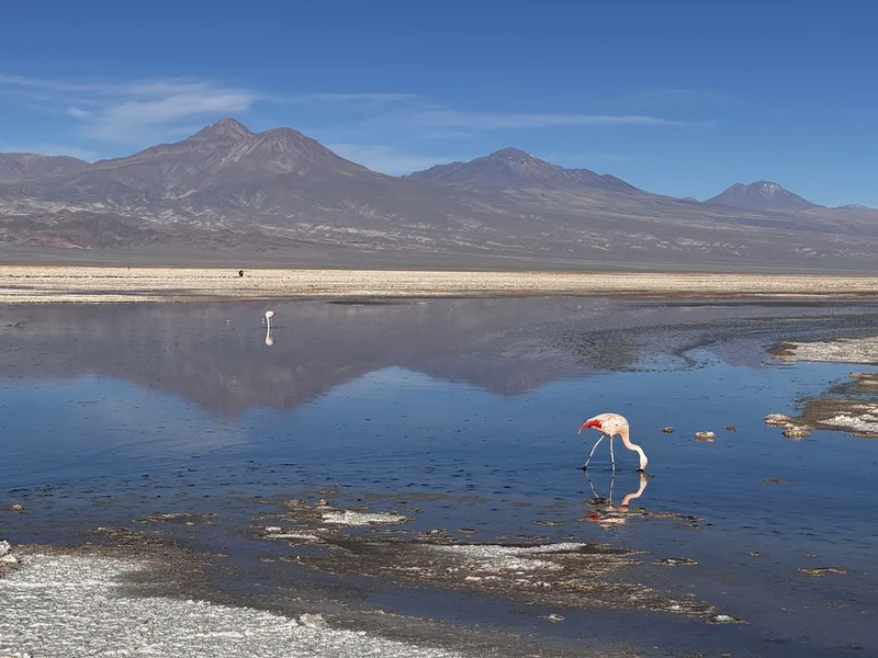 Chilean Flamingo