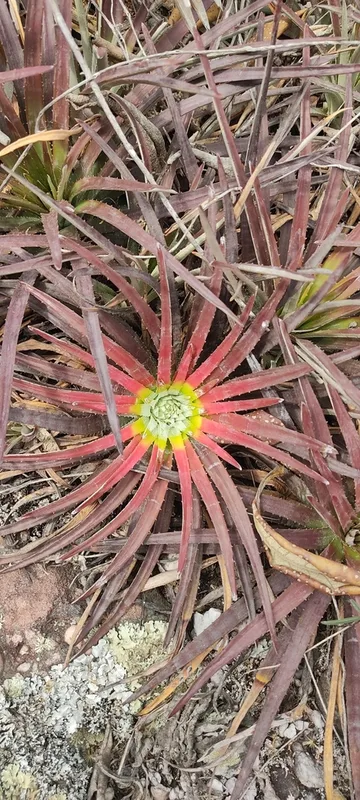 Sincoraea albopicta