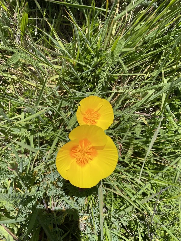 California poppy