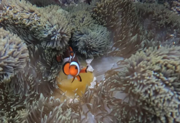 Ocellaris Anemonefish
