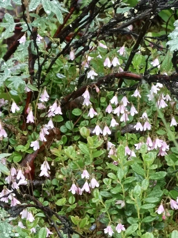 Twinflower