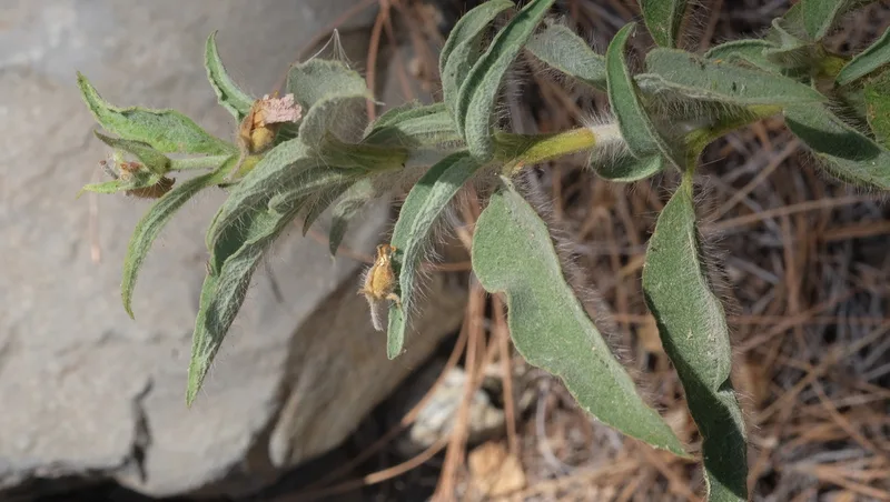 Cistus symphytifolius
