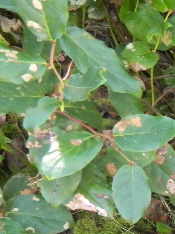 salal