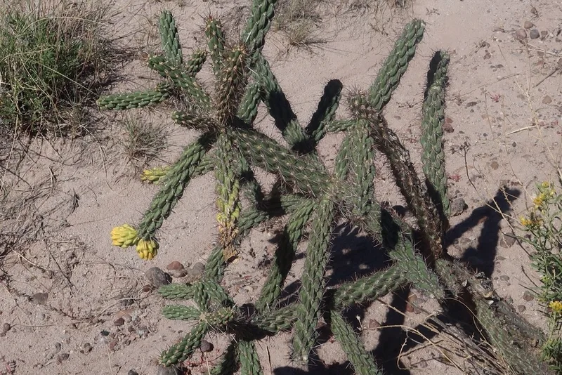 tree cholla