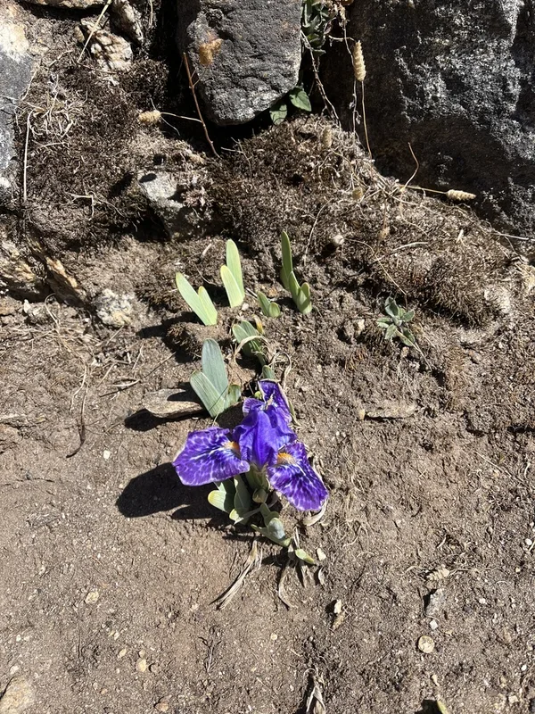 Kumaon iris