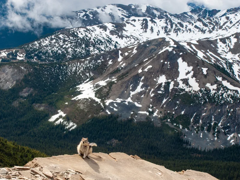 Common Golden-mantled Ground Squirrel