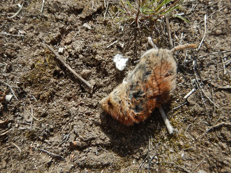 Northern Red-backed Vole