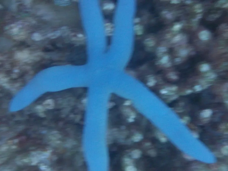 Blue Linckia