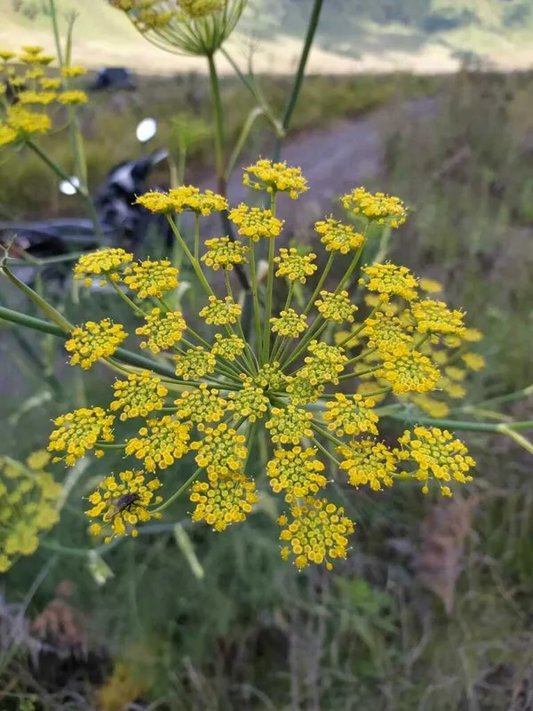 fennel