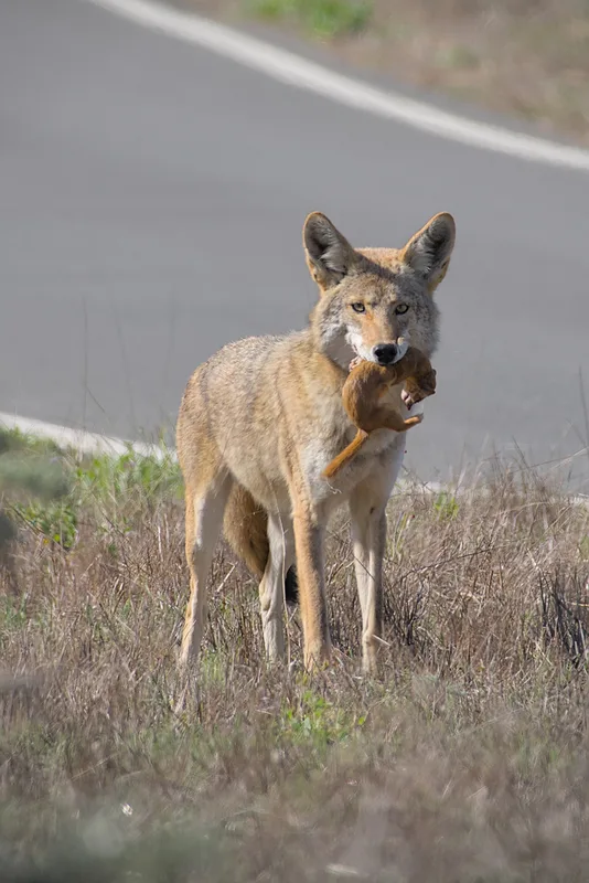 Coyote
