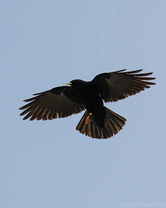Yellow-billed Chough