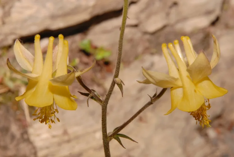 yellow columbine