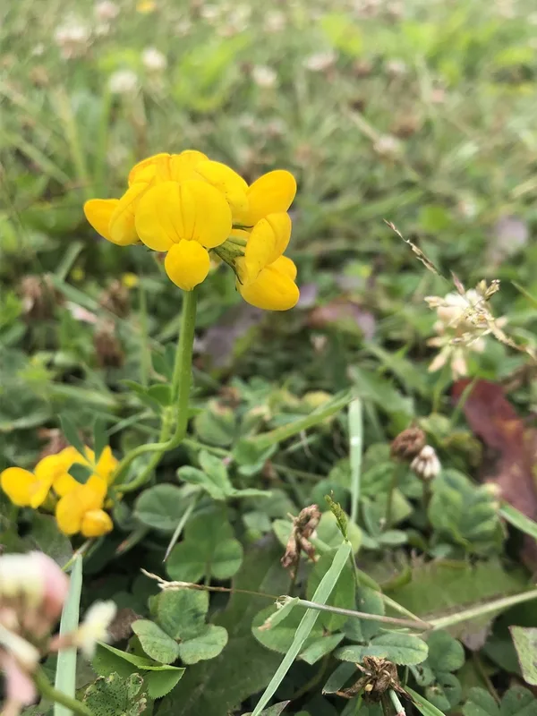 bird's-foot trefoil