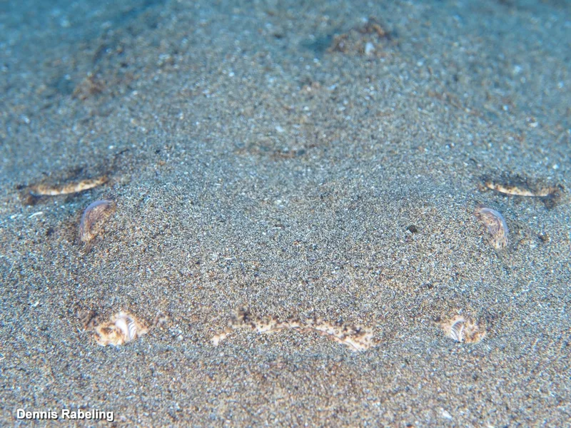 Angelshark