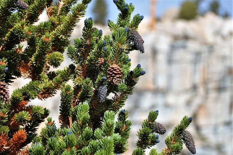 foxtail pine