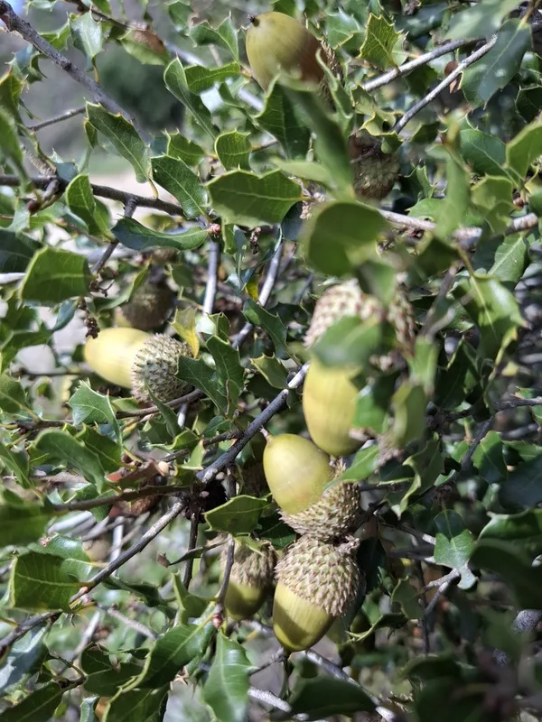 Kermes oak