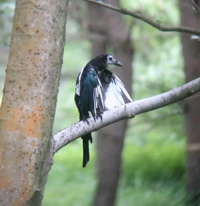 Oriental Magpie