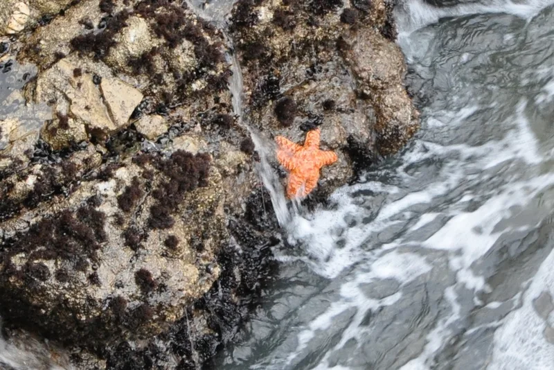 Ochre Sea Star
