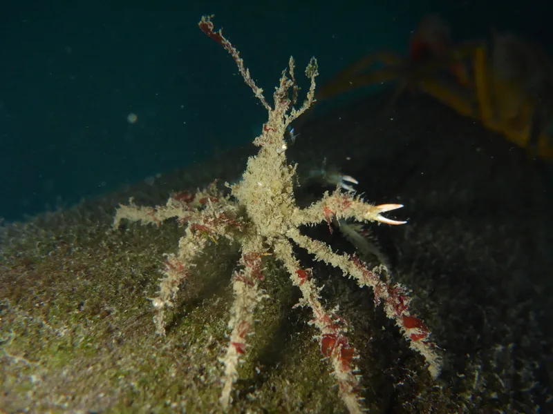 Graceful Decorator Crab