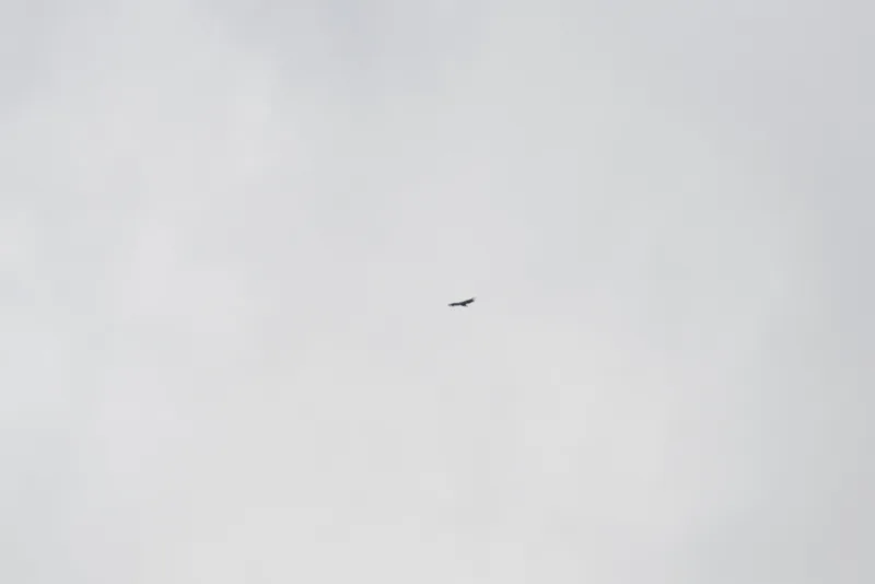 Eurasian Griffon