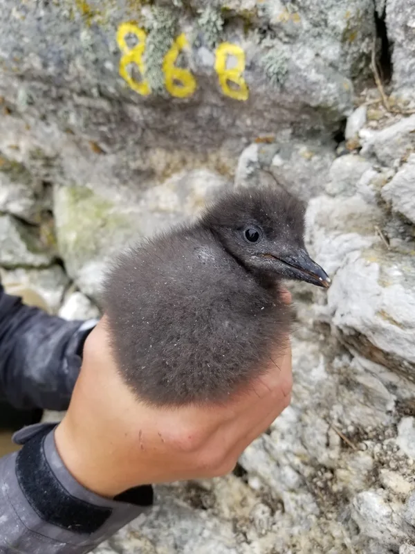 Pigeon Guillemot