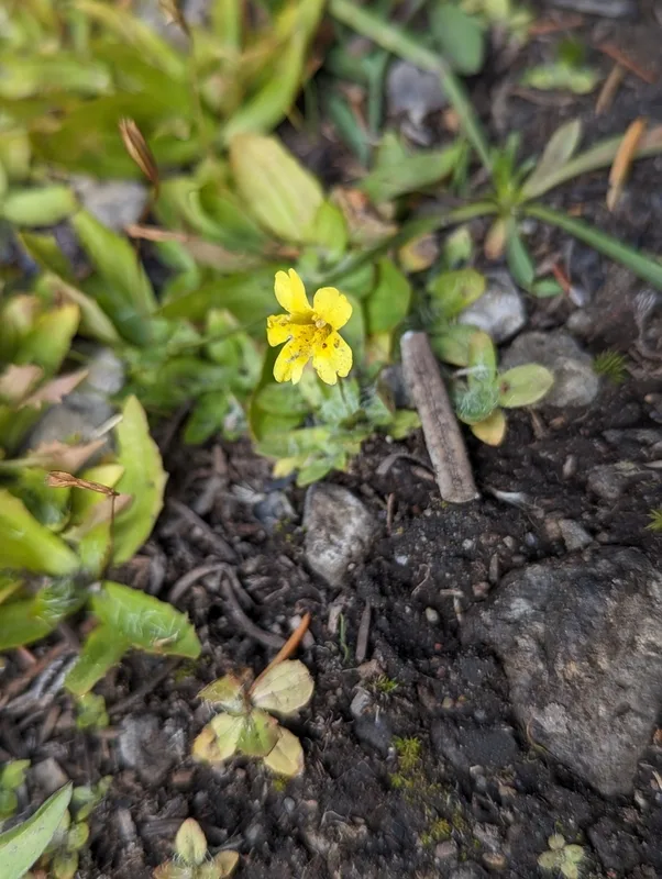 primrose monkeyflower