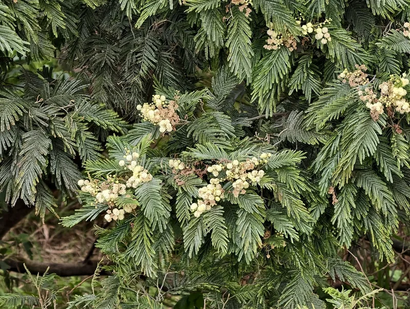 black wattle