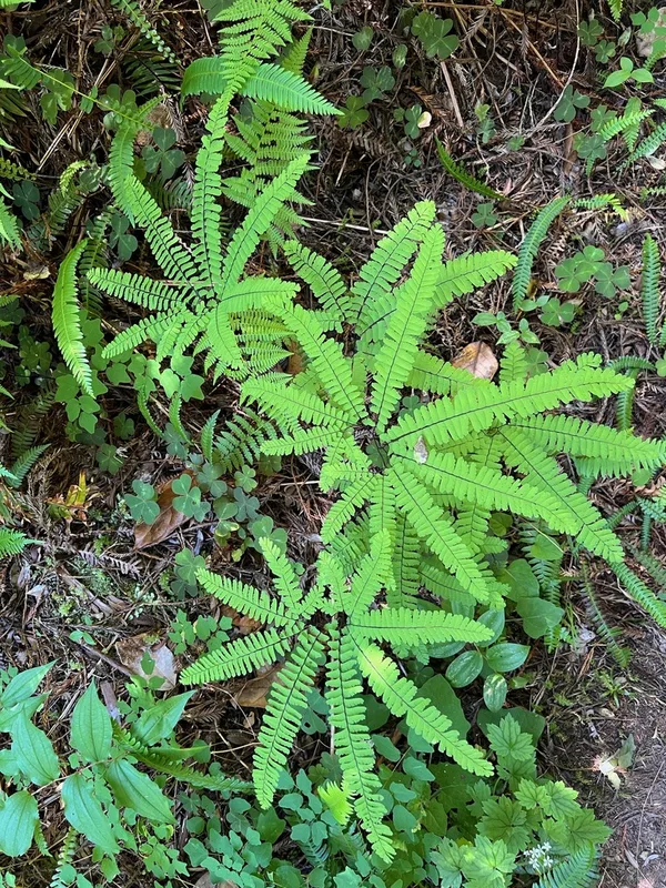 western maidenhair fern
