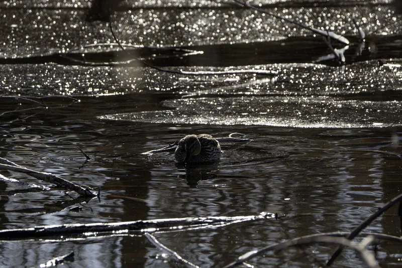 Mallard