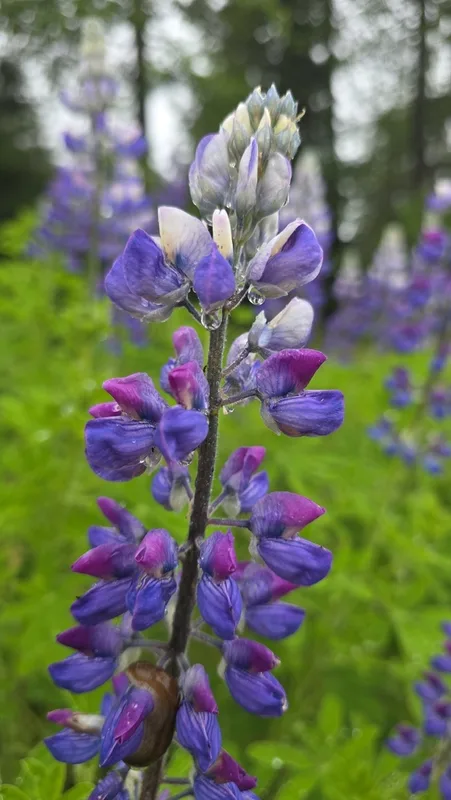 Nootka Lupine