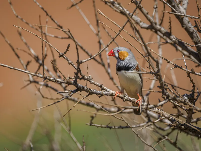 Zebra Finch