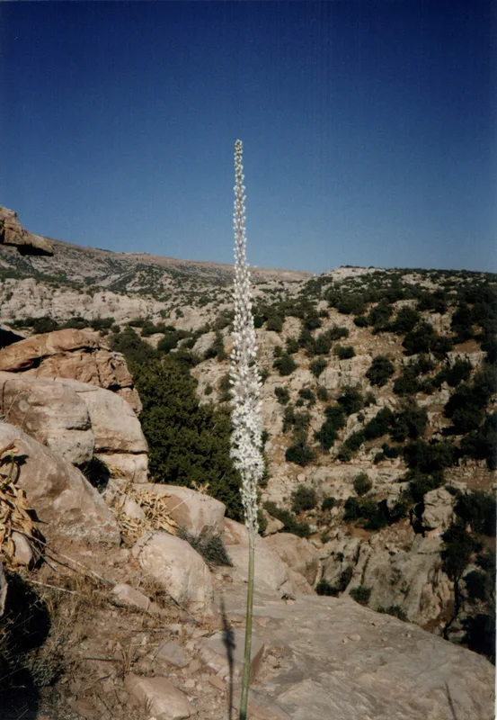 Sea Squill