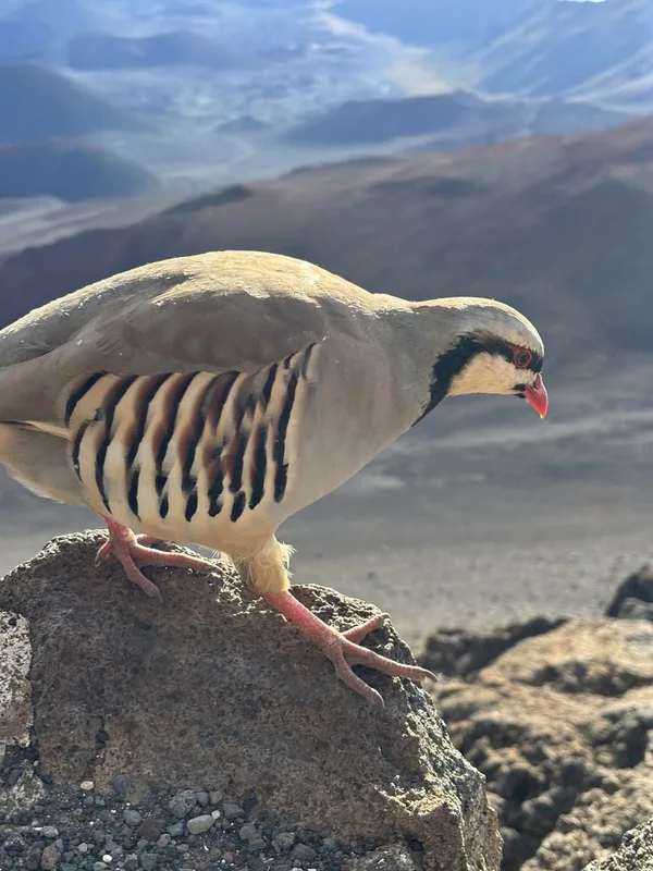 Chukar